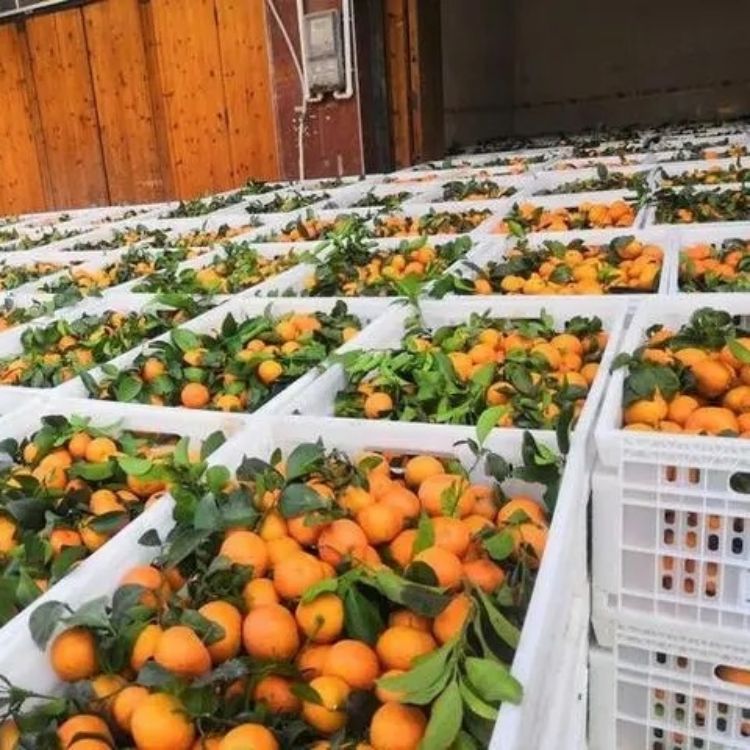 豪聯(lián)塑業(yè)案例展示